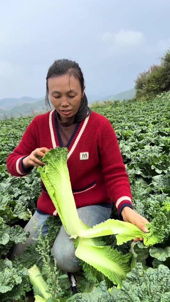 又好又嫩又甜又软的青口白菜太安逸了,你们喜欢吃嘛