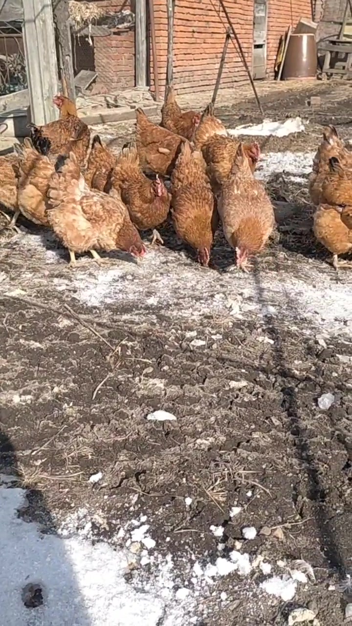 吃公鸡好还是吃母鸡更好