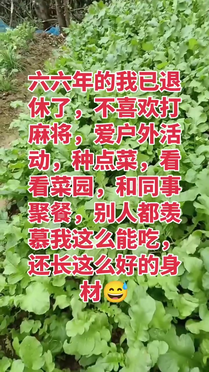 自己种菜,施肥猪粪和油菜籽饼,种出来的菜香甜可口