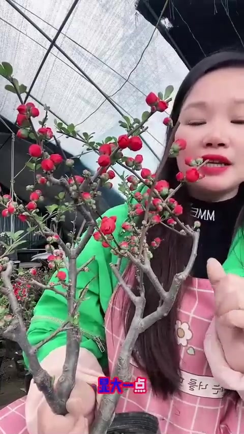 你买的海棠长的怎么样?是否用对方法?