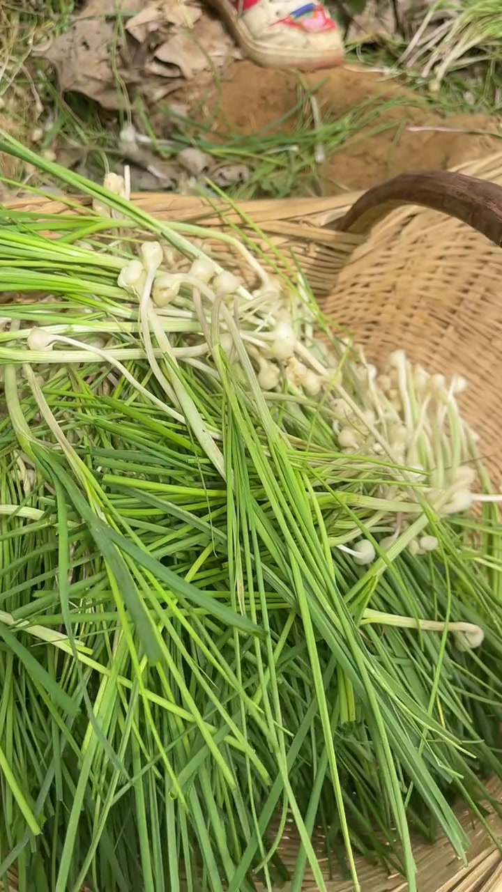 野韭菜的吃法，评论区可以告诉我吗？