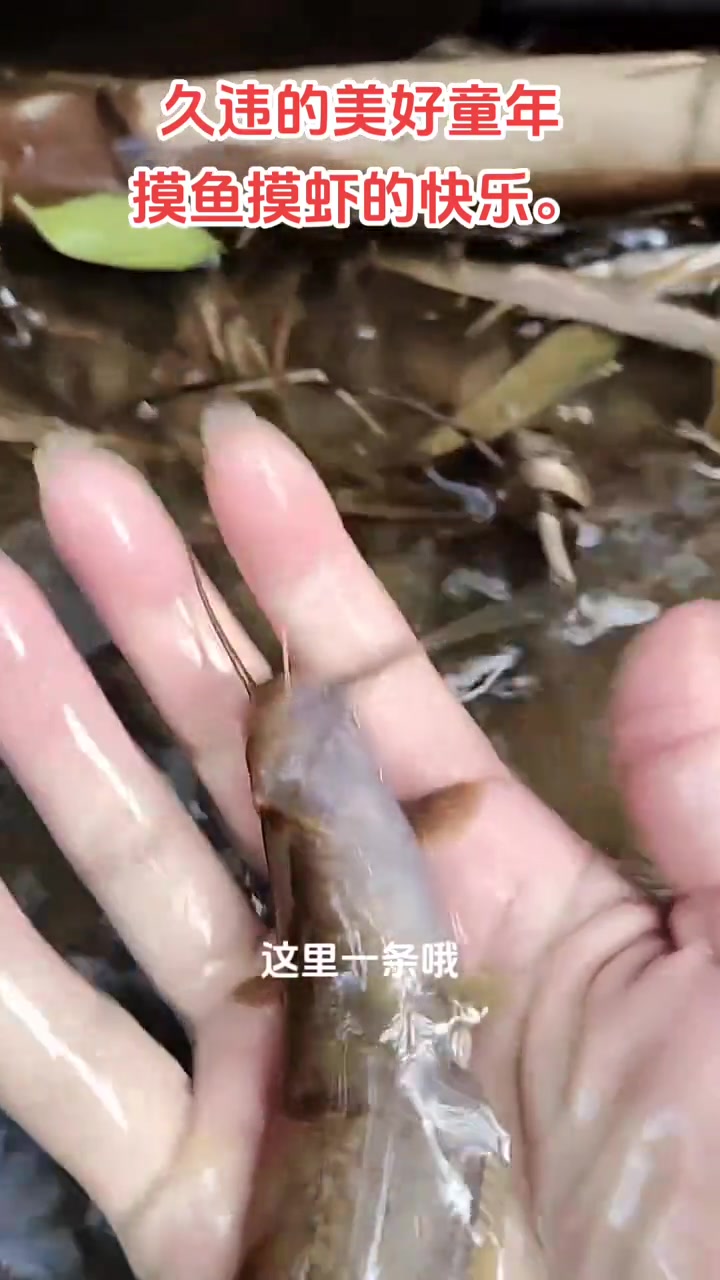 捞的是快乐,摸的是开心,享受的是过程,收获的是美味,久违的美好童年回忆