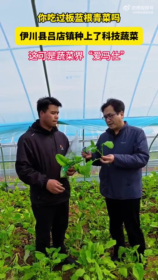 你喝过板蓝根,但是你吃过板蓝根青菜吗?4月6日,记者来到洛阳伊川县吕店镇看到了板蓝根青菜,