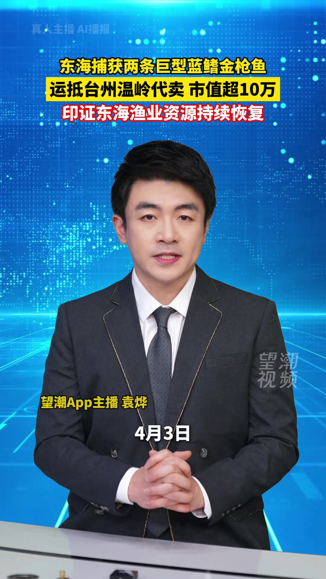 东海捕获罕见巨型蓝鳍金枪鱼,运抵温岭待售