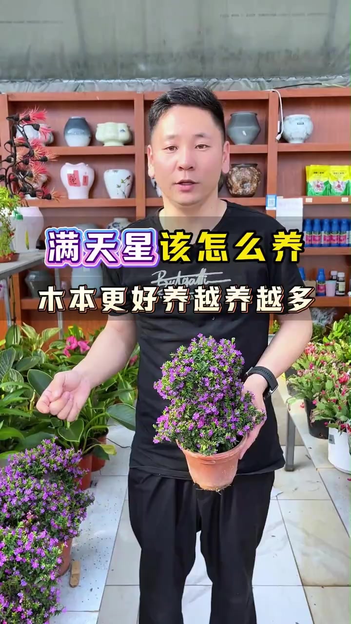 好养到离谱的木本满天星,一盆养出一大片!