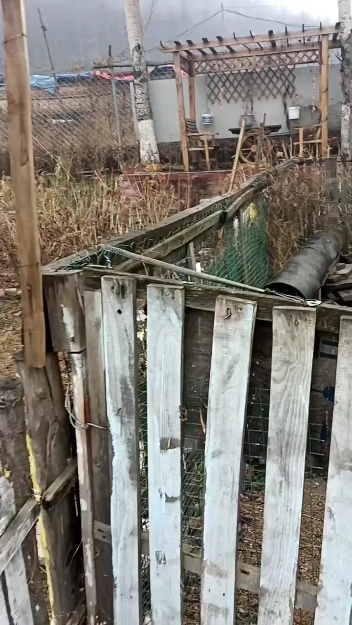 母鸡中的战斗鸡