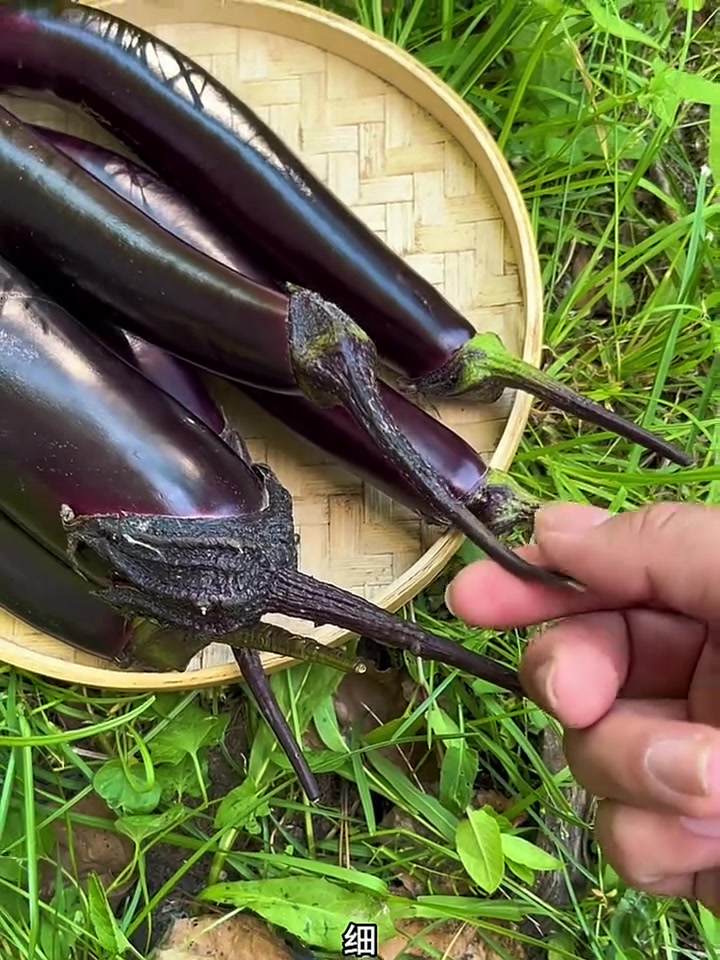 茄子怎么挑?东北早市土豆哥教你怎么挑选好吃的茄子!紫茄子和绿茄子的区别?#挑菜小技巧 #菜