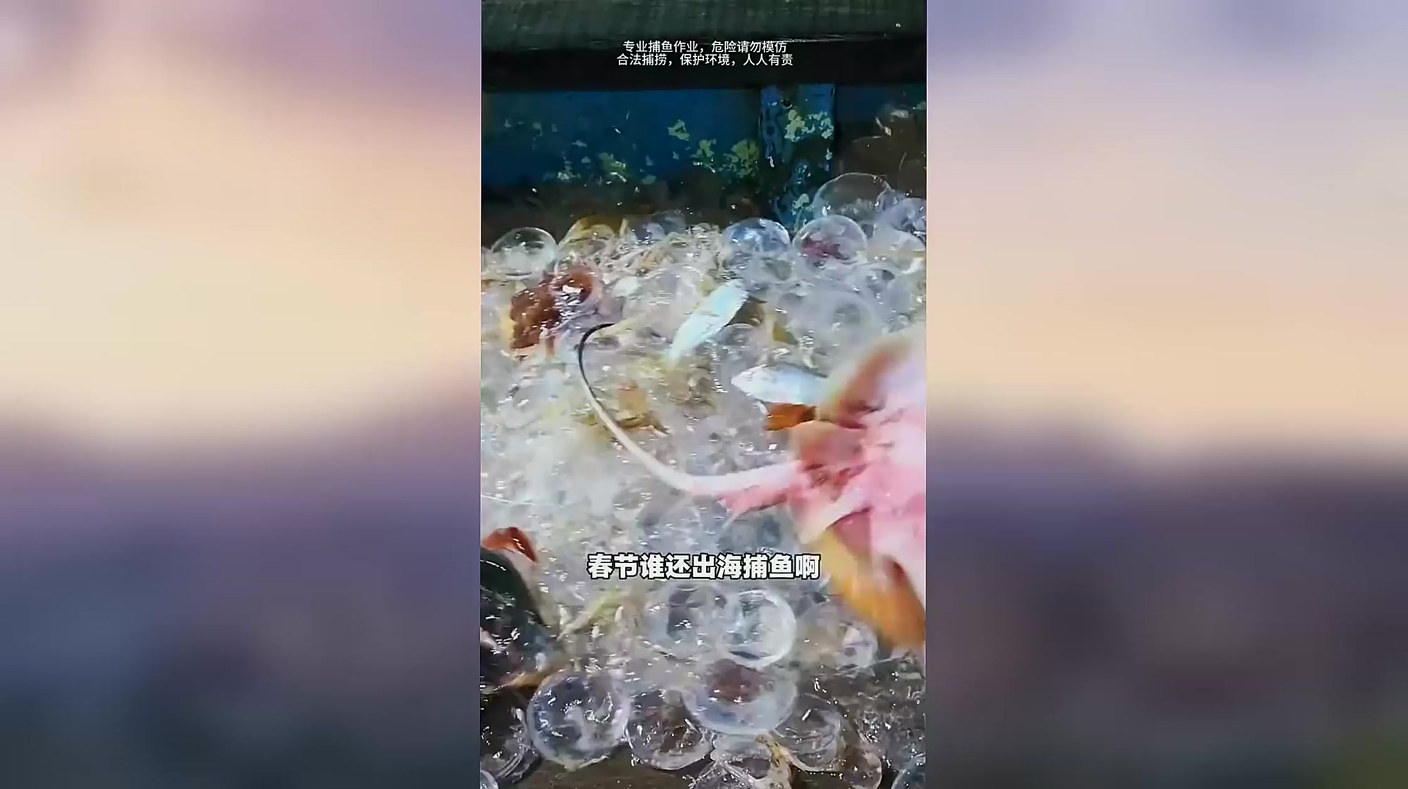 今天的海鲜种类多,虾的个头真大啊!
