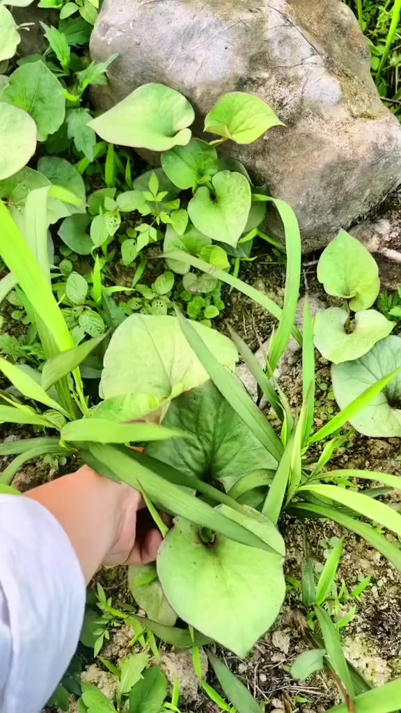 孕妇为什么都喜欢吃这些野菜,这东西能有营养吗?真的好心疼肚里的小棉袄啊!你妈都没让你吃点好