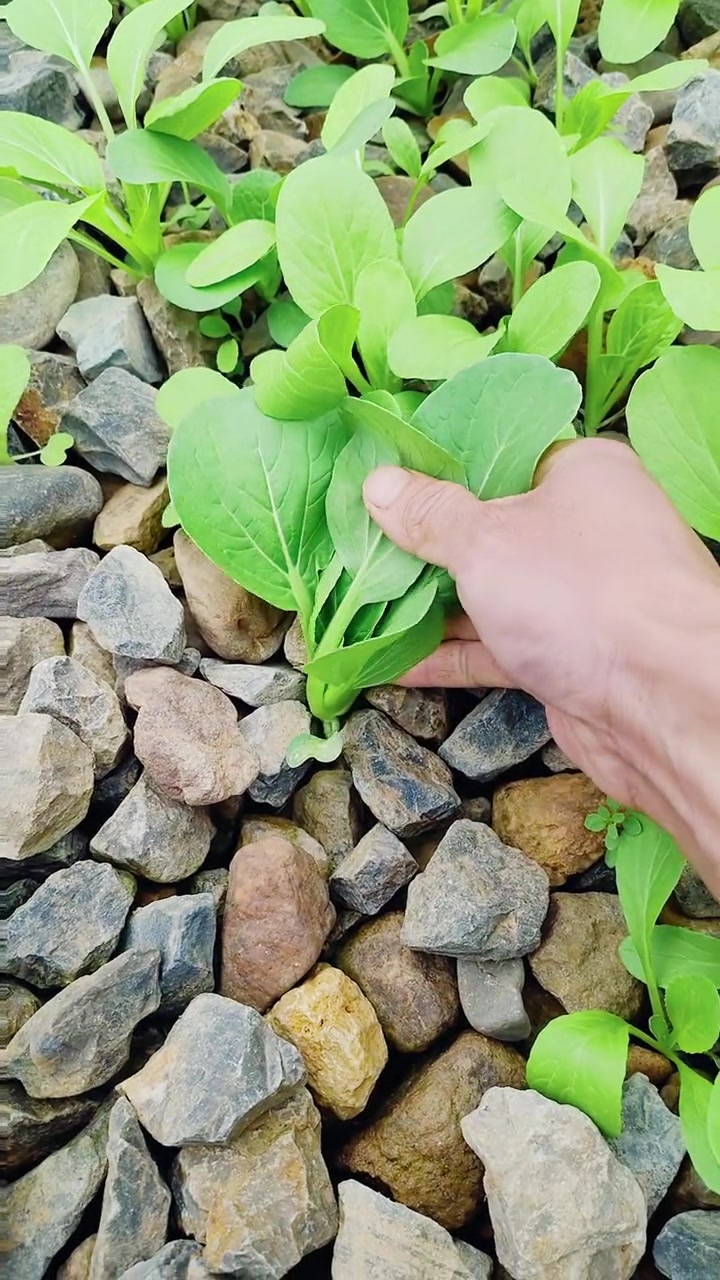 巴掌大的小青菜最好吃!