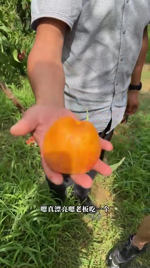 乡村振兴产业先行,农产品需主动宣传。老周炖菜助农