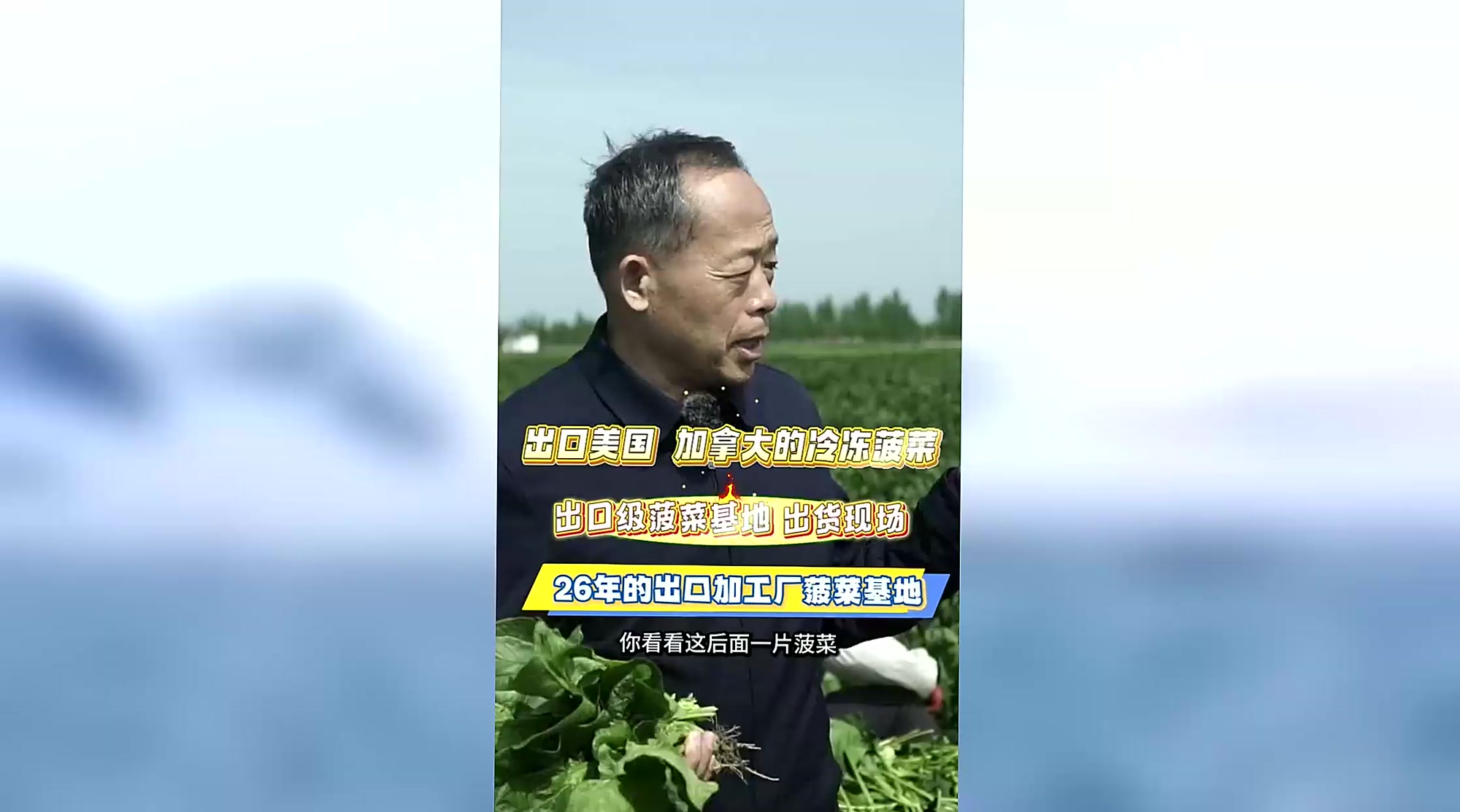 26年出口冷冻蔬菜企业 出口美国 加拿大的冷冻菠菜