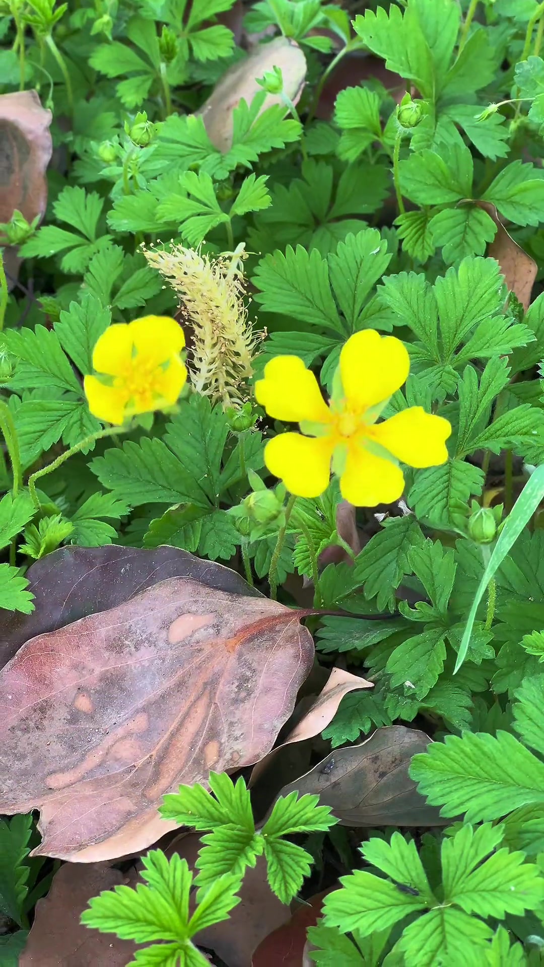 双鸭山,我的乡村生活,惬意随拍