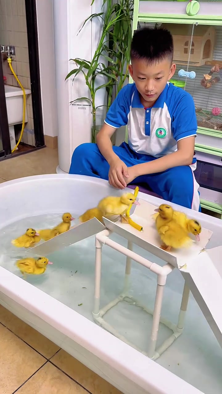 这几天海南温度太高了,在家里给鸭子搞个水上滑滑梯,让鸭子们开心的玩耍!#鸭子游泳池 #鸭司