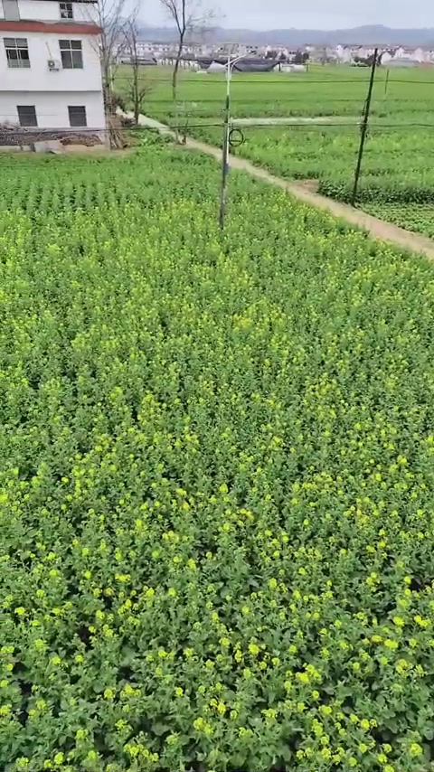 再美的文案，都不及此刻春暖花开，在家看油菜花海