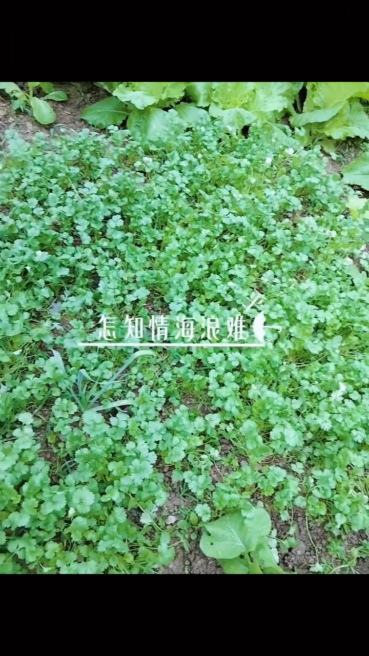 植物生长的过程科普