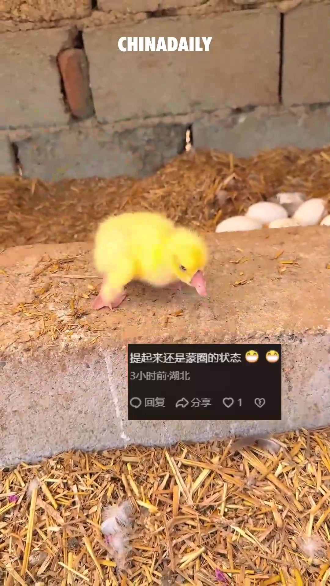 小鹅被叫醒的懵态可爱到犯规