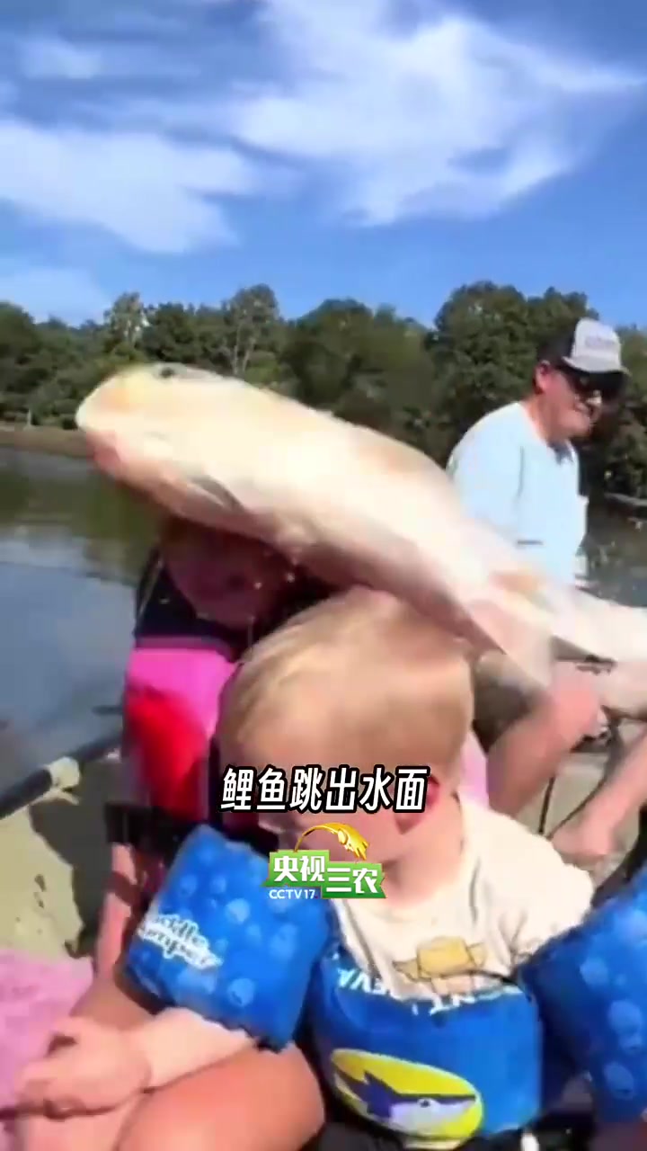 糖醋鲤鱼好吃,那锦鲤能吃吗?