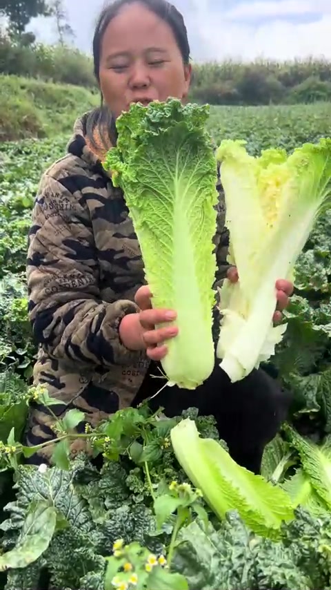 贵州人最爱的青口白菜，真的比大白菜好吃