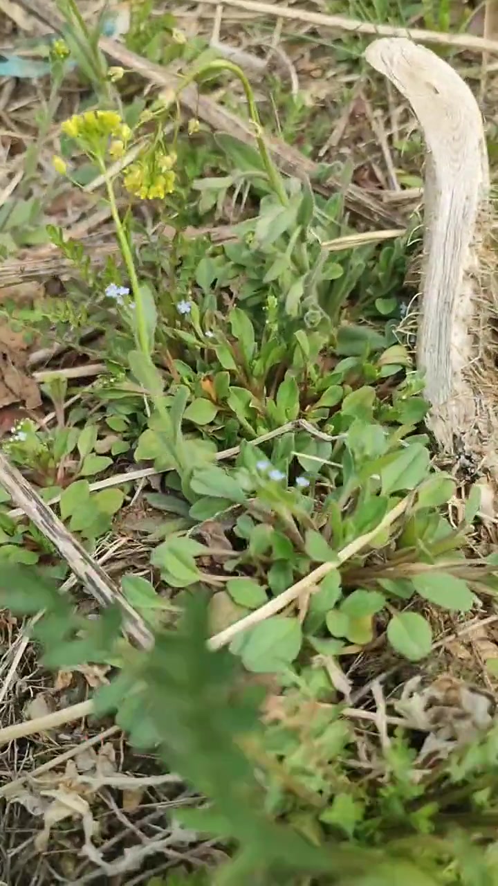 不能错过春天的美食,还可来一杯奶茶
