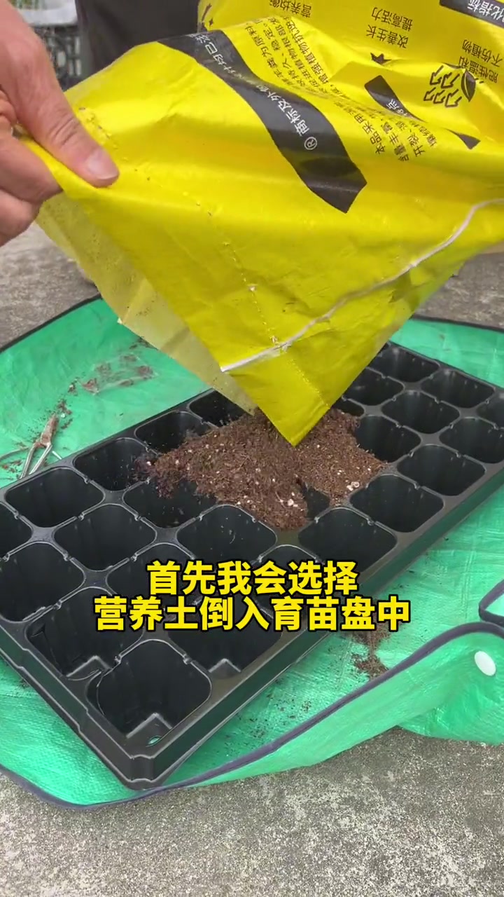 瓜果蔬菜育苗方法