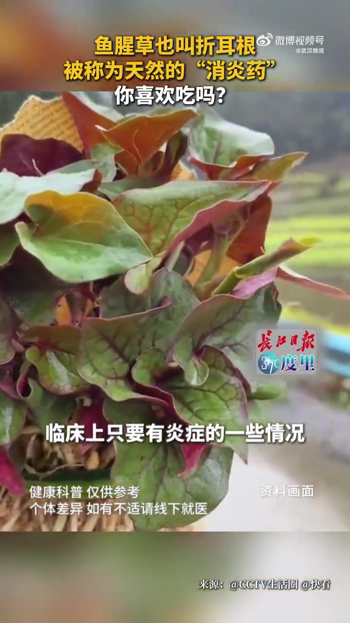 鱼腥草也叫折耳根，被称为天然的“消炎药”，你喜欢吃吗？#37度里健康科普# 武汉晚报