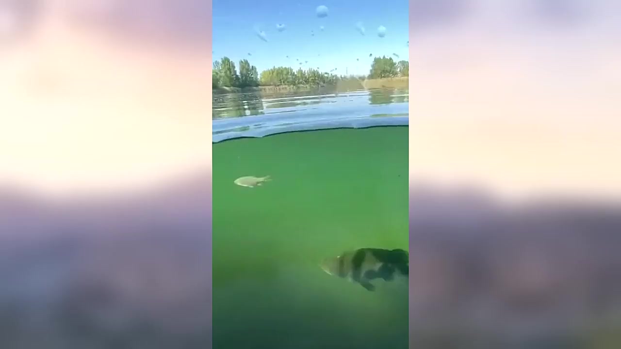 国内最凶猛的淡水鱼排名