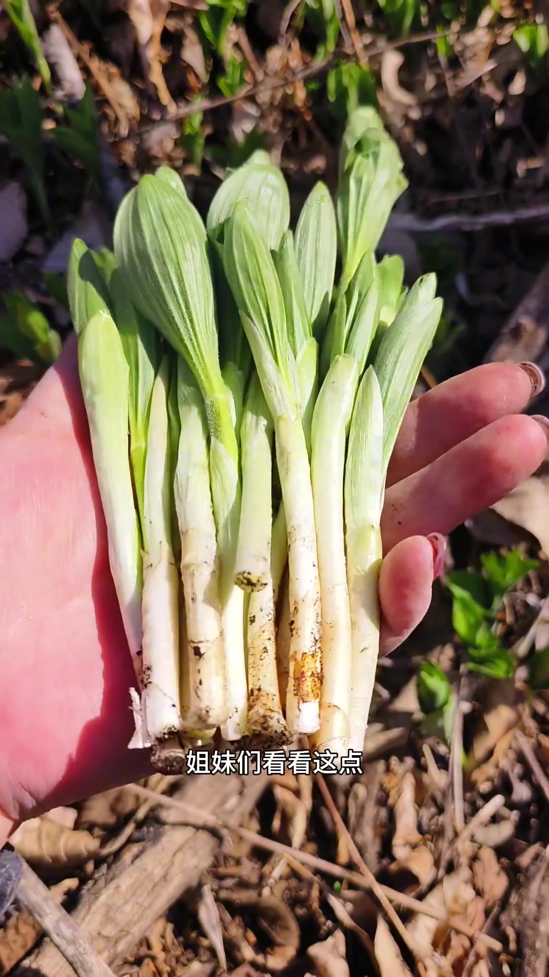 姐妹们快出山迷子和山胡萝卜蒿啦，可上山采啦