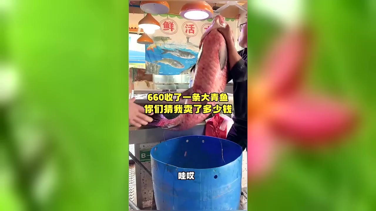 660收了一条大青鱼，你们猜我卖了多少钱 #