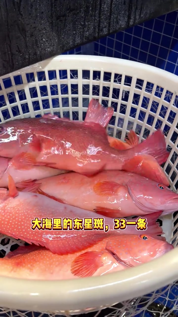 福建码头海鲜行情，老爸出海半辈子终解脱