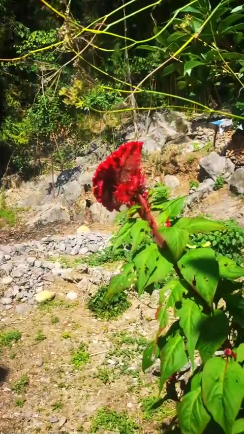 牛肉酱教程：拌面拌饭巴适，做法简单，喜欢就做吧