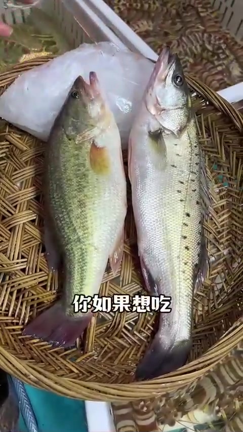 海鲈鱼做红烧好吃吗?淡水鲈鱼你怎么吃?
