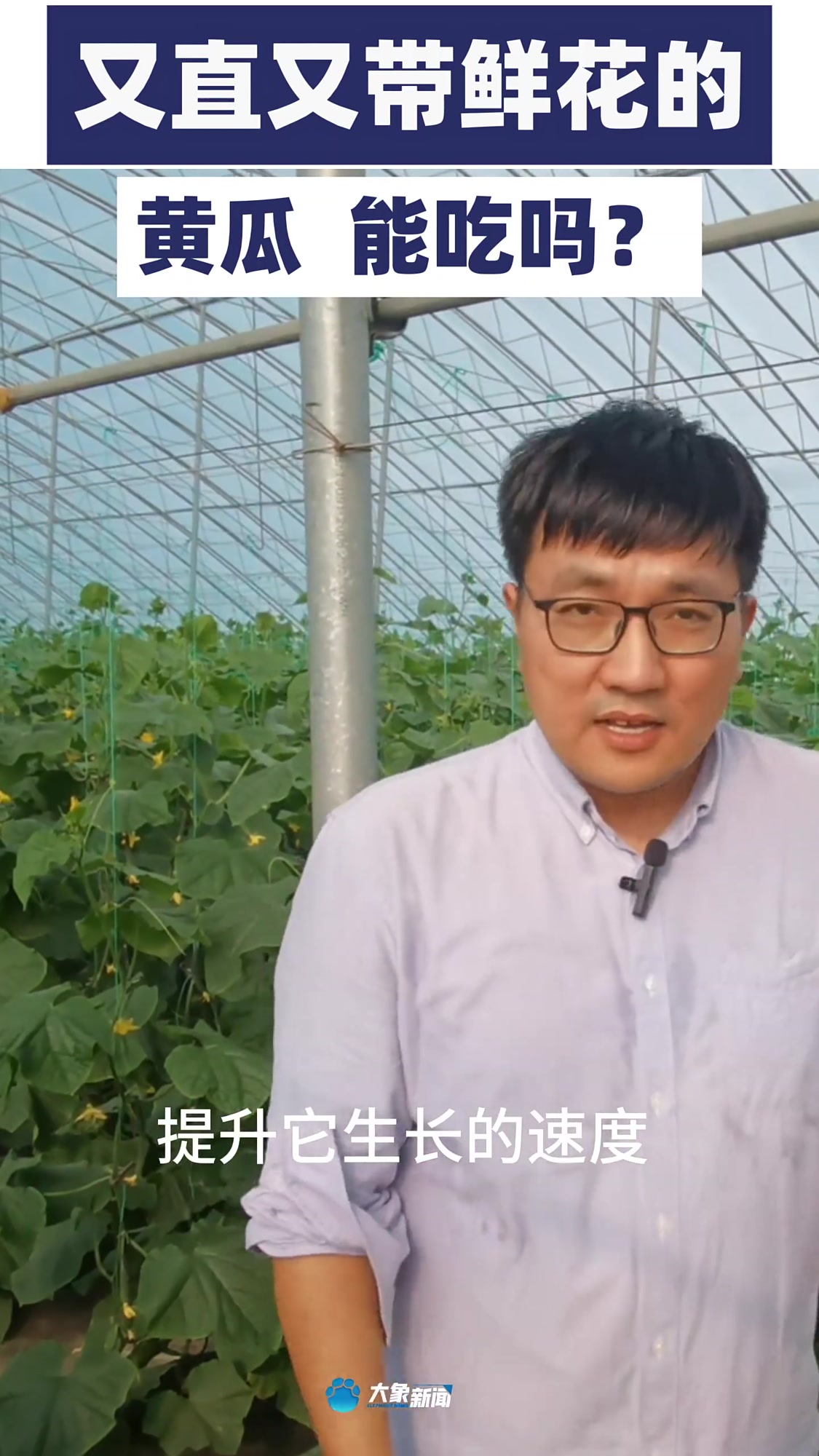 又直又带鲜花的黄瓜,能吃吗?