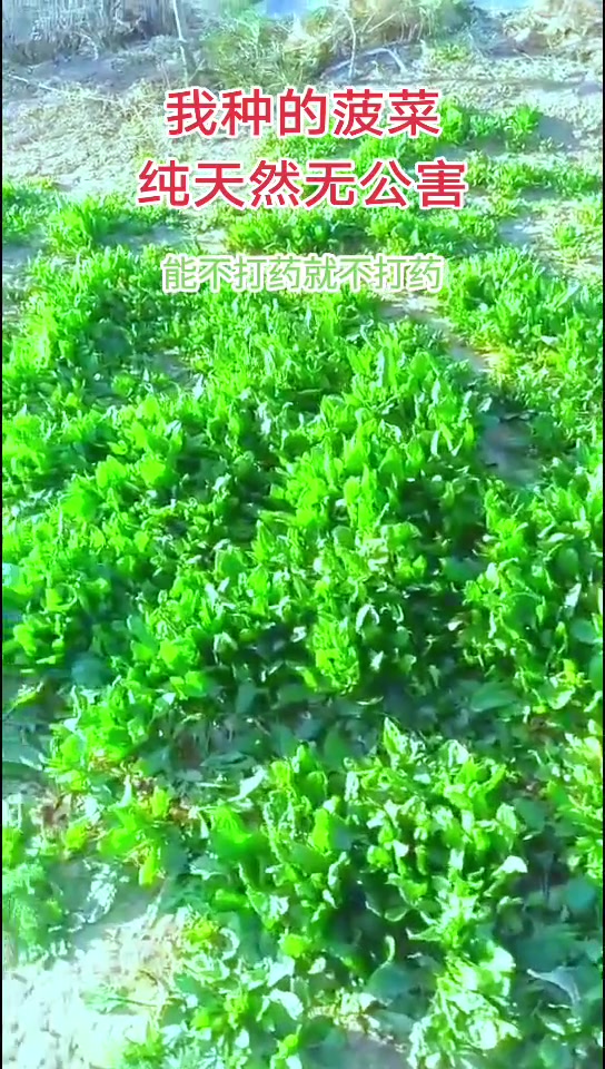 我种的菠菜纯天然无公害,这是院子前面大门外种的菠菜,纯天然无公害,不打农药,自己和邻居,村