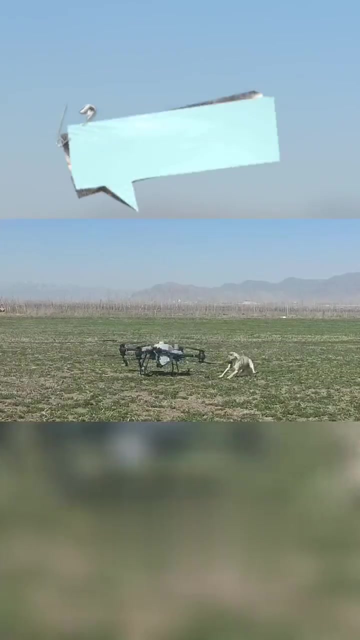 苜蓿的营养和功效与作用