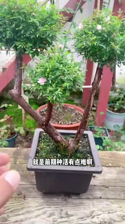 嫁接月季花用什么树？视频介绍五款砧木，新手建议选蔷薇！