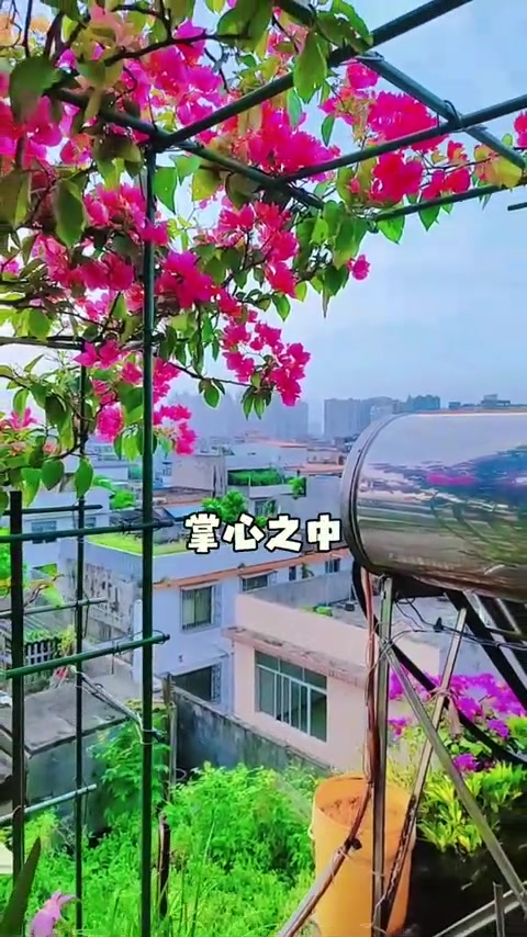 赏花听歌，我的治愈系阳台小花园