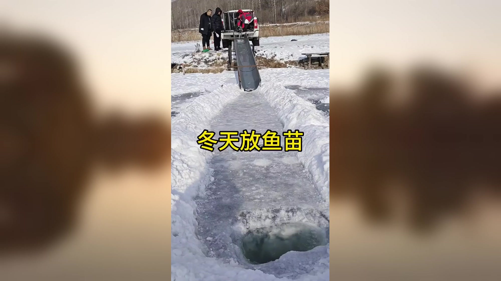 他们居然选择在冬天投放鱼苗