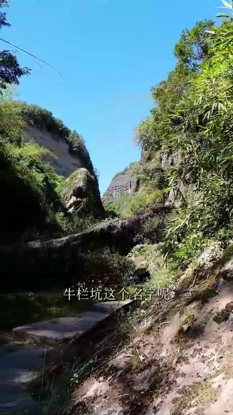 走进武夷山正岩山场——牛栏坑,带你领会“牛肉”的不可思议