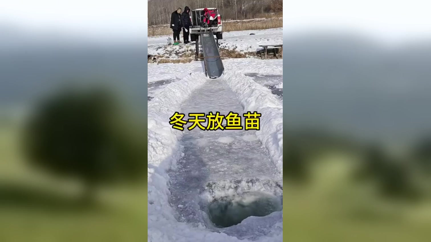 冬天投放鱼苗,背后有何玄机?