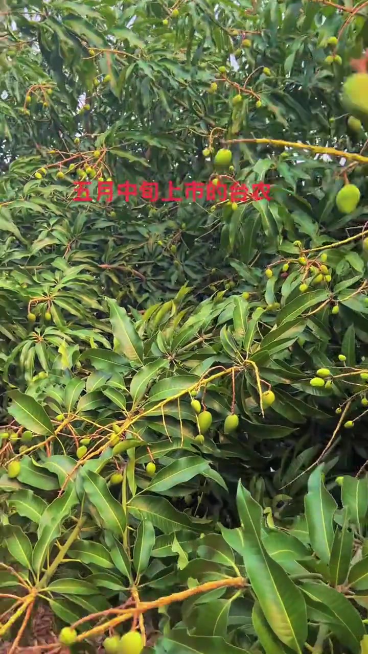 优质绿色的蔬菜种植基地!