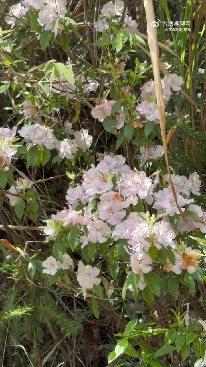 杜鹃花开满山红#画家墨豪##墨豪画鸡##杜鹃花开满山红#