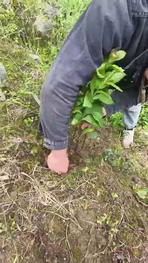 沙参、泡参、毛鸡腿,别名五花八门!猜猜哪个是本名!