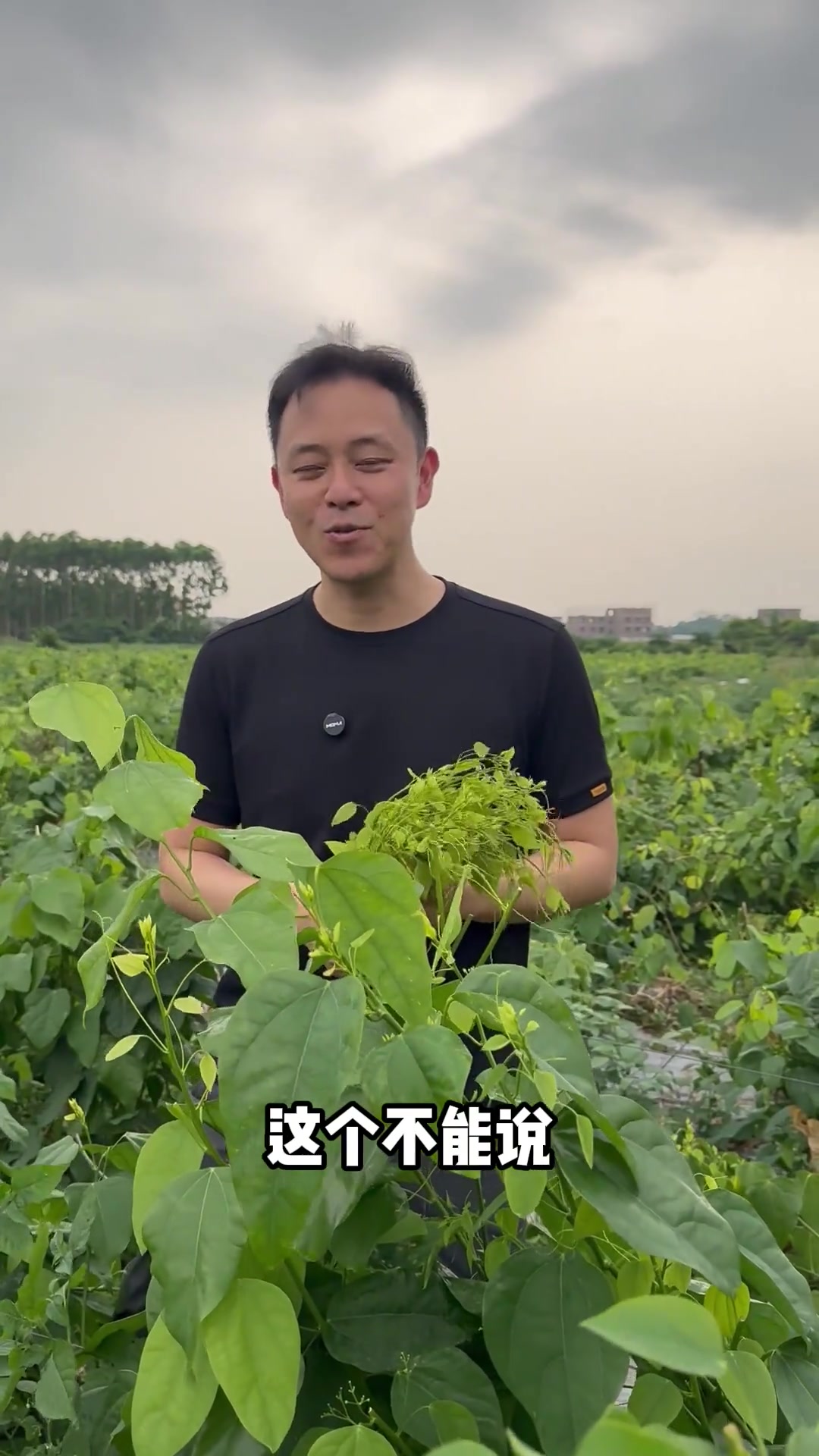 广西的野菜赤苍藤嫩芽，也叫龙须菜