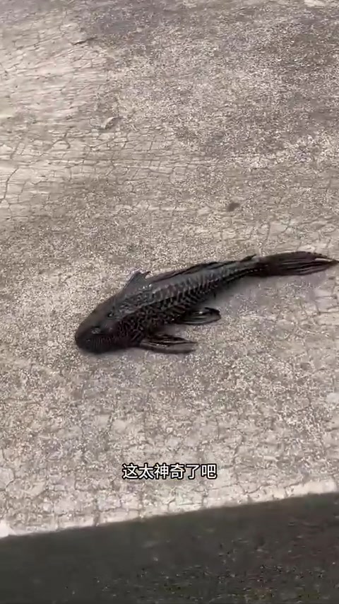清道夫瞬间复活，视频后面那条是什么鱼？
