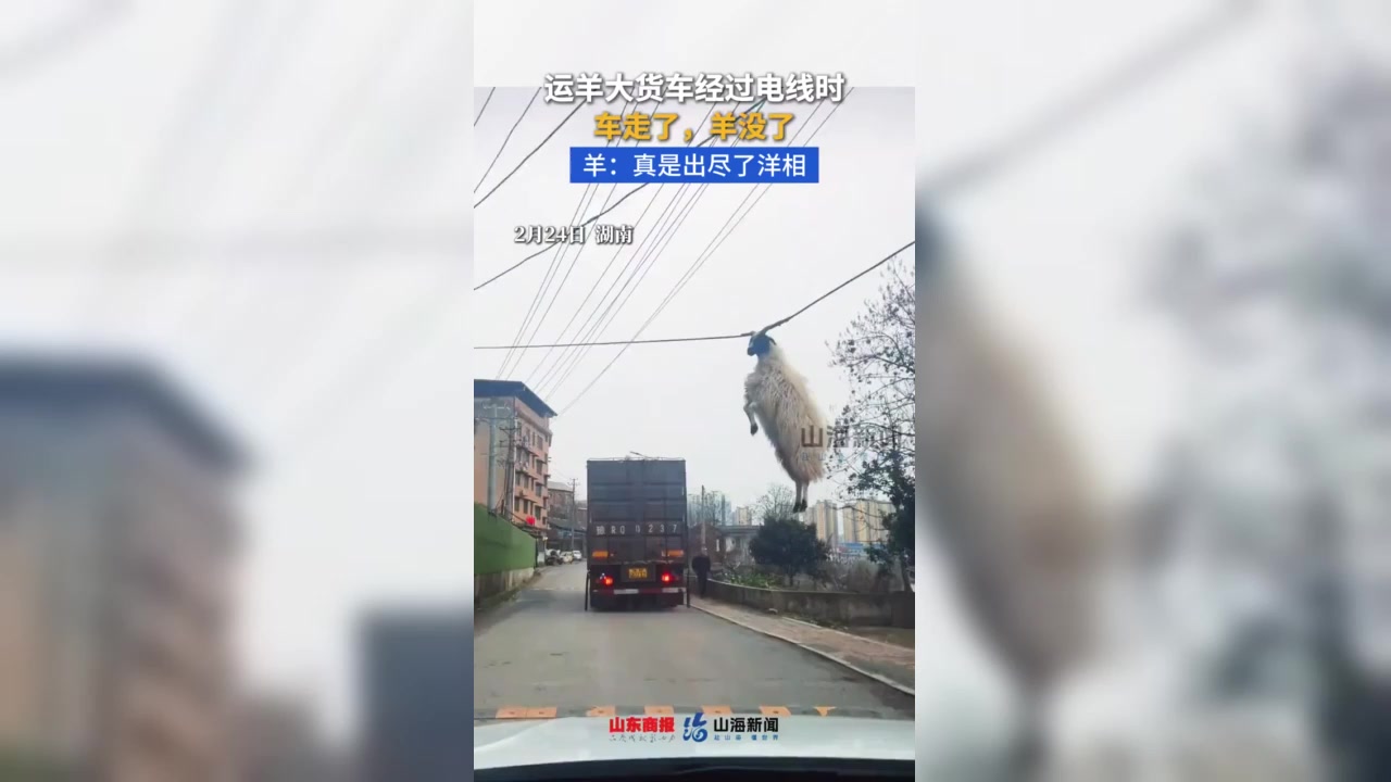 运羊大货车经过电线时车走了羊没了羊真是出尽了洋相