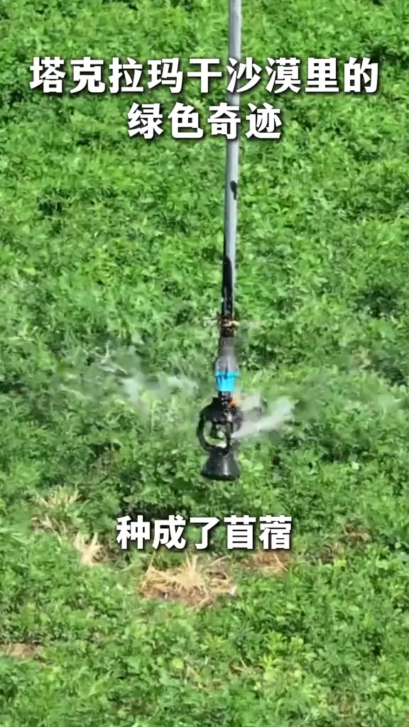 当沙漠长出苜蓿,塔克拉玛干沙漠也有了“绿色奇迹”