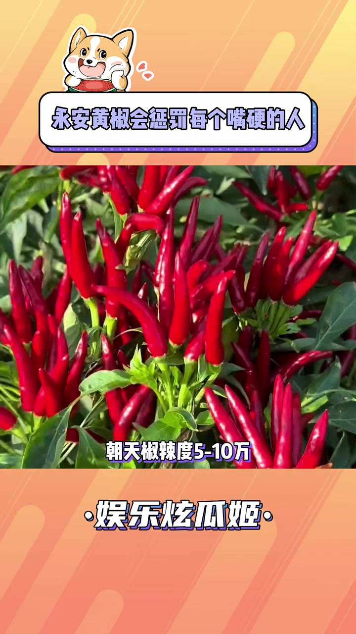 是谁说福建人不能吃辣的，谁啊！#南北差异 #辣椒 #万万没想到