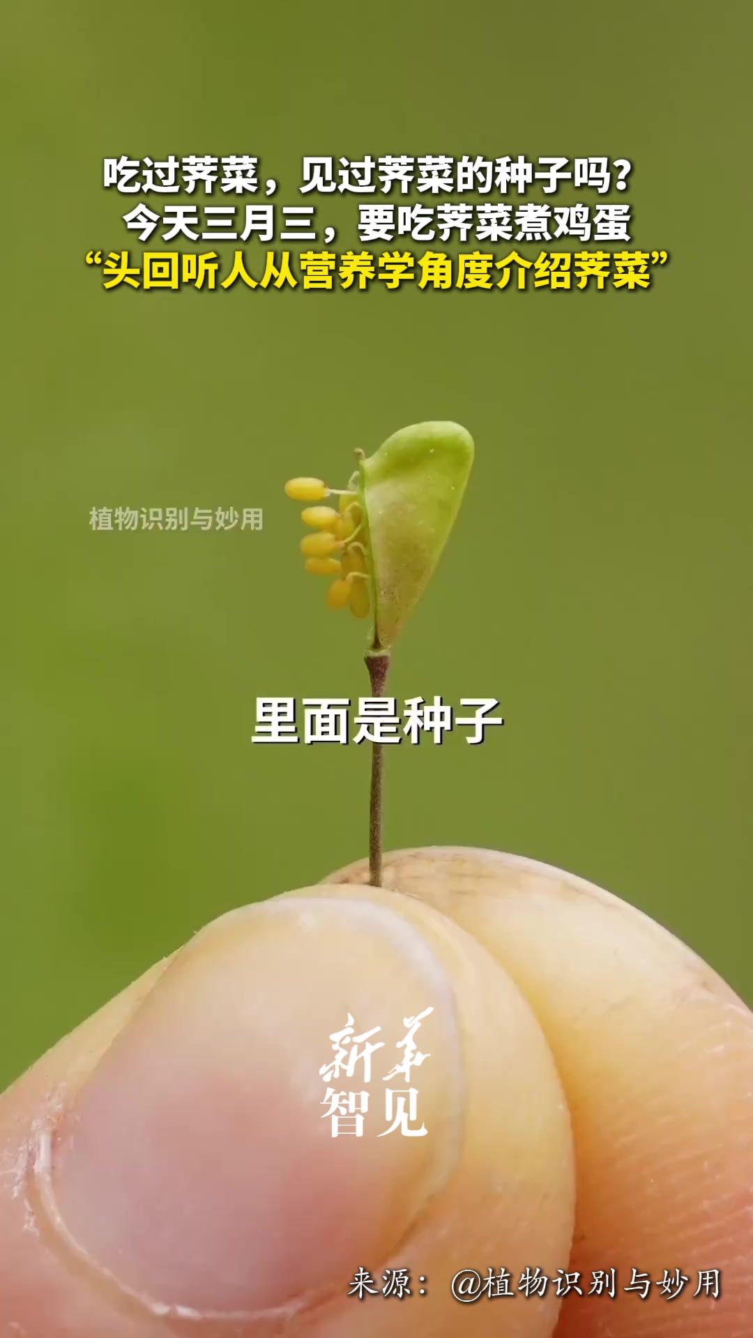 #每日新知｜吃过荠菜，见过荠菜的种子吗？今天三月三，要吃荠菜煮鸡蛋，“头回听人从营养学角度