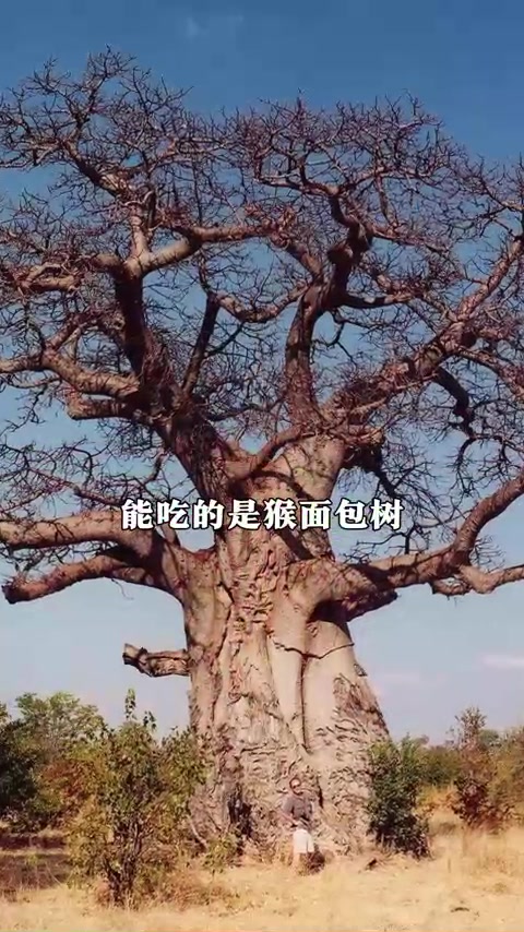 非洲两大神树，一个能吃，一个能喝